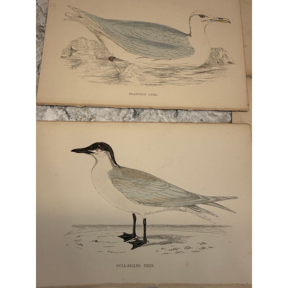 Collection of 15 Antique Ornithological & Natural History Prints Various Animals - Picture 9 of 13